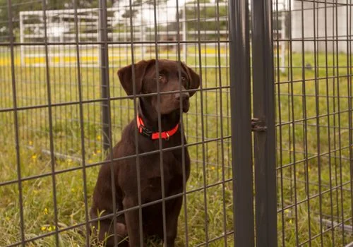 Image for: DOG KENNELS